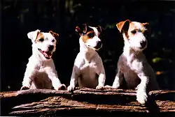 "Three mostly white terriers with different markings stand up over a log"