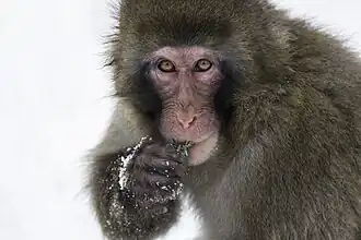 Japanese macaque (Macaca fuscata)