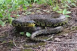The woodlands are home to several kinds of snakes, including some large poisonous types. (here Yellow-speckled pit viper)