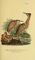 Bitterns. An 1820 illustration (Germany)