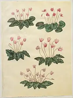 Cyclamen purpurascens; Cyclamen hederifolium, by Hans Simon Holtzbecker&nbsp;[de] 1649-1659