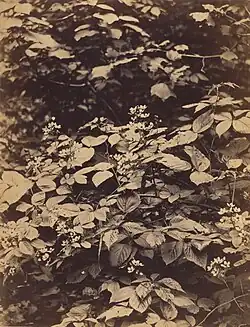 Blackberry Bushes, 1862, albumen silver print, 19.4 × 15&nbsp;cm (7 5/8 x 5 7/8 in.), collection of William L. Schaeffer