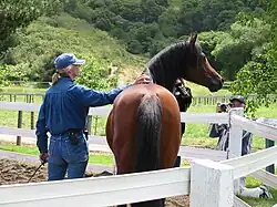 bay horse, looking toward the right, standing still