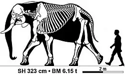 Skeleton of an African bush elephant (Loxodonta africana) bull