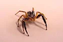 Plexippus paykulli on a white sheet