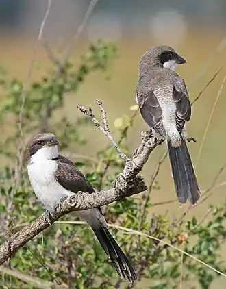 Image 11 Long-tailed Fiscal Photograph: Muhammad Mahdi Karim Two adult Long-tailed Fiscals in Mikumi National Park, Tanzania. The Long-tailed Fiscal (Lanius cabanisi) is a species of bird in the shrike family Laniidae which is native to Africa. The birds prey on insects and small vertebrates, perching on a tree branch then diving at its target. More selected pictures