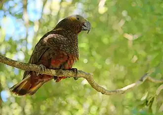 Kākā