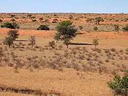 The Kalahari Desert.
