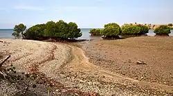Mudflats and mangroves at Kampungbaru, Ulmera, near Tibar Bay, Timor-Leste, in 2018