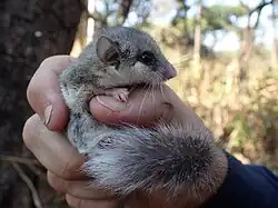 Gray and white dormouse