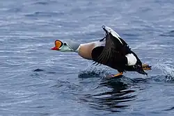 King_Eider_(Somateria_spectabilis)_(13667548395)