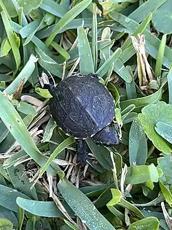 Hatchling carapace, Florida