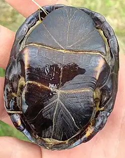 Plastron, in Mississippi