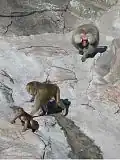 Baboons