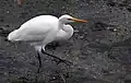 White heron