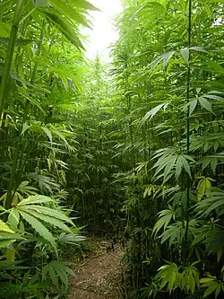Image 59A hemp field in Côtes-d'Armor, Brittany, France, which is Europe's largest hemp producer as of 2022 (from Hemp)
