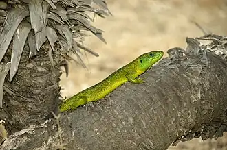 Male of Lacerta bilineata