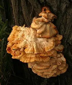 Laetiporus sulphureus