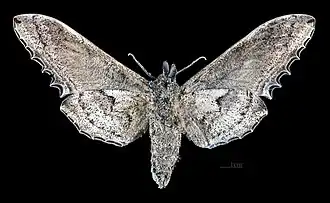 Female Langia zenzeroides zenzeroides, ventral view