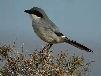 L. e. koenigi, in the Canary Islands