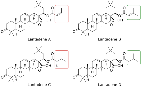 Lantadenes A-D chemical structures
