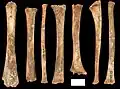 Burial 14 - Long bones of two children showing intentional removal of extremities and possible bite marks.