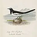 Motacilla maderaspatensis