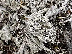 A lichen with black apothecia and white thallus