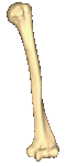 Left humerus. Animation.