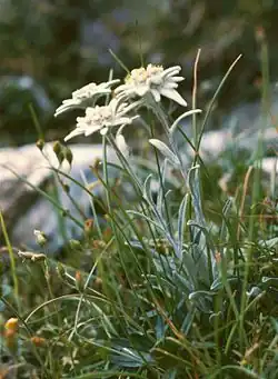 Image 3Edelweiss (Leontopodium alpinum) (from Alps)
