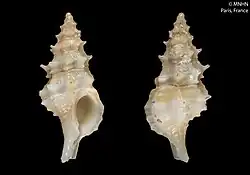 Leptotrophon minispinosus