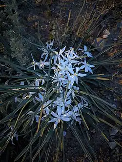 Flowers at dusk in Yellowstone County, Montana