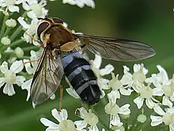 Leucozona glaucia