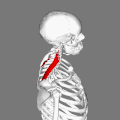 Position of levator scapulae muscle