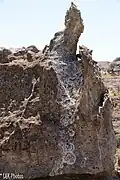 lichens growing on the rocks at Isalo National Park, Madagascar