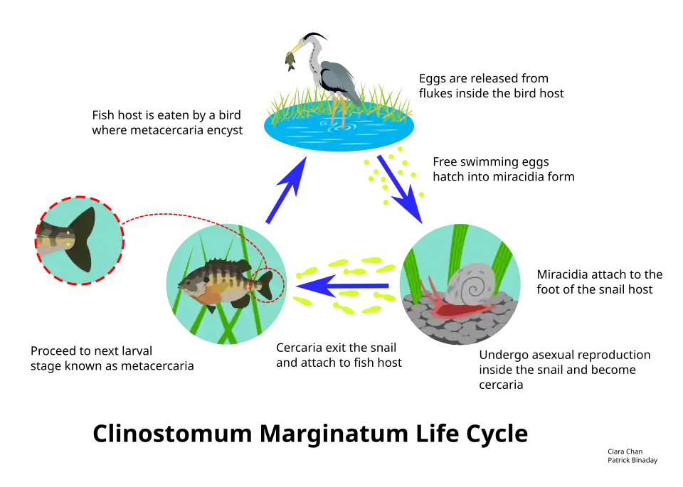 Life cycle of the parasitic fluke Clinostomum marginatum, commonly called the yellow grub