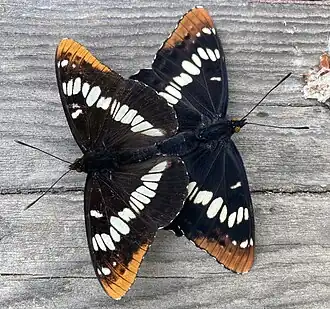 Male (left) and female (right) mating.