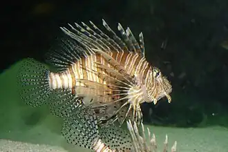 Lionfish