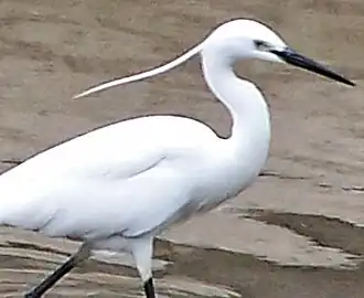 Little egret in Summer, with crest present