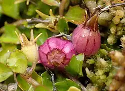 Fruits of Lobelia angulata at Boyle River, Canterbury.