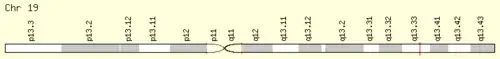 Location of PRR12 on chromosome 19