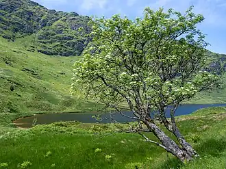 Loch Restil