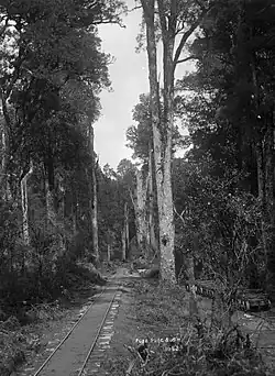 Logging railway track near Mangapehi