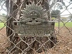 Lone Pine - Warrnambool Botanical Gardens - Plaque