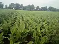 Longshot view of Close-up of Waigaon Turmeric field at Khairagaon