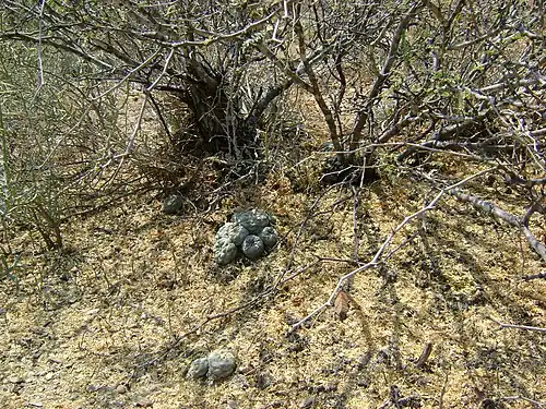 Plant growing under scrub in Pena Blanca, Queretaro