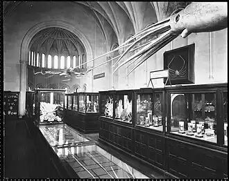 #42 (24/9/1877), Hanging models of a giant squid (based on the Catalina specimen) and a giant Pacific octopus, designed for the Tennessee Centennial and International Exposition of 1897, as they appeared in the Lower Invertebrates exhibit in the West Wing of the Smithsonian Institution Building 1901 (see also image from 1903).