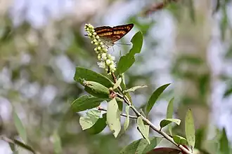 Pandita sinope&nbsp;[ms] on a Acacia melanoxylon