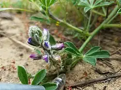 Flowering Lupinus nipomensis in its extant population - Photo provided by Justin Luong