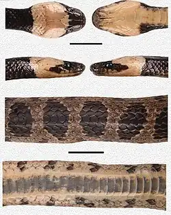 Details of head and body pattern of holotype (scale bar 10 mm (0.39 in))